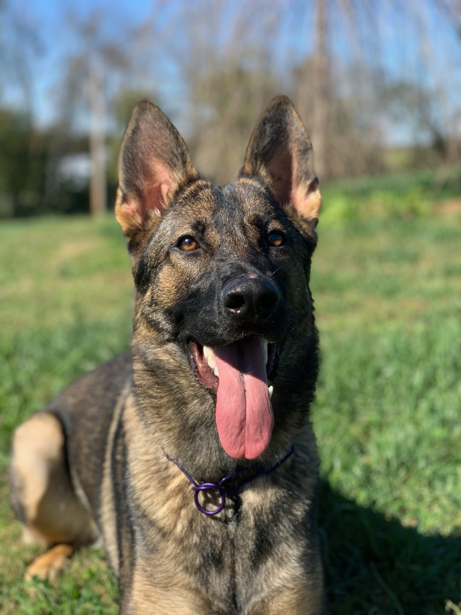 _ACOxford's tweet photo. 🐾 Driven and fearless, German Shepherds and Belgian Malinois excel in law enforcement, search & rescue, detection, and more! 💙🖤 Featured are shepherds from Candace Baird! Know a hardworking German Shepherd or Malinois? Share below! ⬇️ #WorkingDogs https://t.co/AOPjv1tyRL
