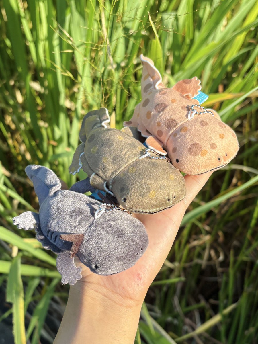 kota_draw's tweet photo. 今日は #オオサンショウウオの日 🌿
オオサンショウウオぬいぐるみガチャが全国のガチャコーナーに出現中です✨✨✨
全国のオオサンショウウオ好きの皆さま、ぜひ探してみてください〜！👀 https://t.co/zlQAdMiabY