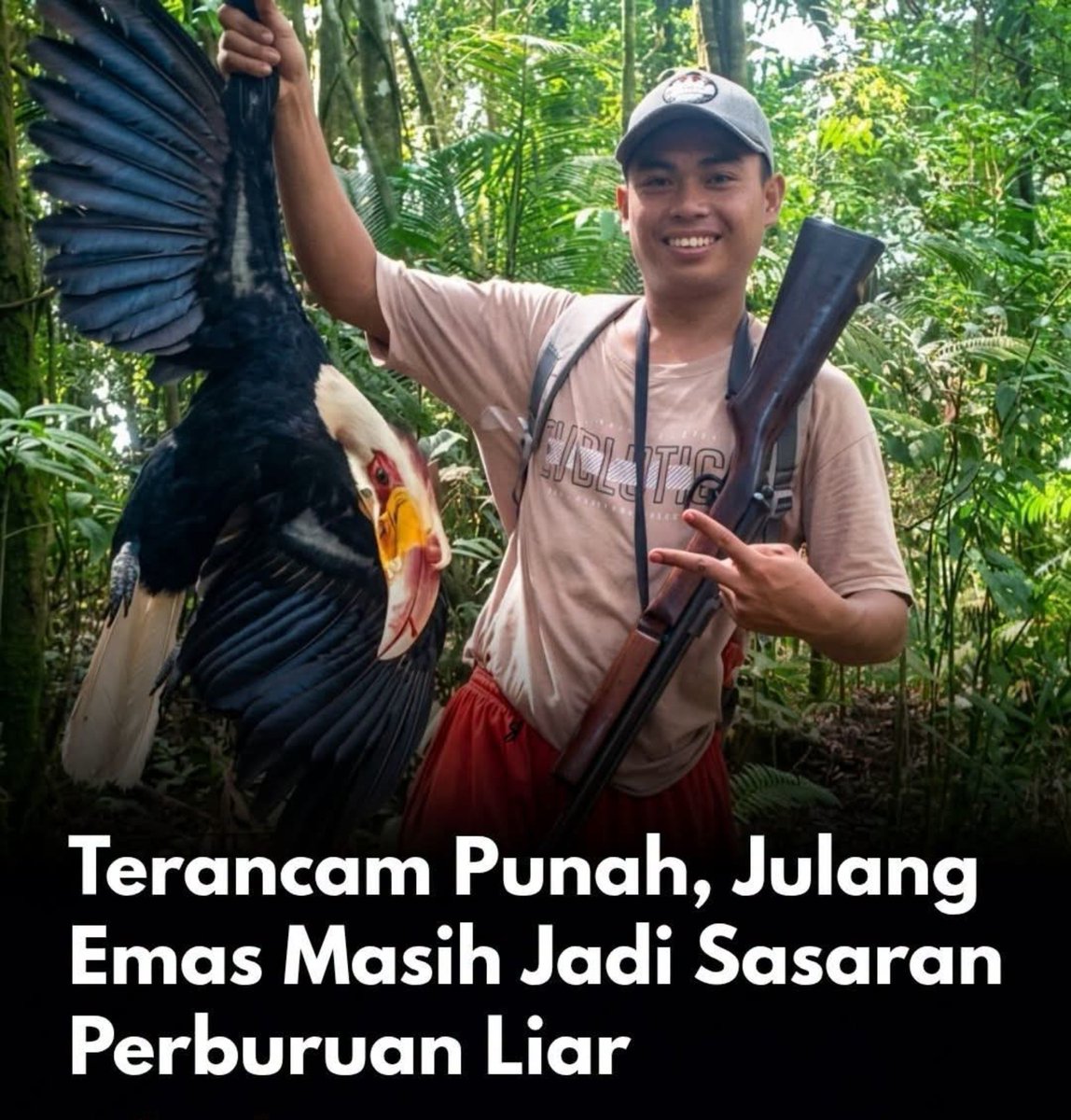 indepenSumatera's tweet photo. DARURAT PERBURUAN SATWA! 

JULANG EMAS TERANCAM PUNAH, SANG PETANI HUTAN TERUS DIBANTAI PASAR GELAP! 

Keanekaragaman hayati hutan tropis Indonesia kembali mengalami krisis hebat! Julang Emas (Rhyticeros undulatus), burung enggang megah yang dikenal sebagai sang penjelajah kanopi hutan, kini berada di ambang kepunahan akibat maraknya aktivitas perburuan liar dan perdagangan ilegal yang kian masif!

Meskipun telah dilindungi penuh secara hukum, burung ikonik ini terus diburu secara keji untuk diambil paruh, balung (casque), hingga bulunya demi memenuhi transaksi pasar gelap dan koleksi pemelihara satwa eksotis!

Rincian fakta ancaman & pentingnya peran ekologis Julang Emas wak.

1. Modus Perburuan & Perdagangan Ilegal
Paruh dan balung unik Julang Emas marak diincar pemburu untuk diukir menjadi hiasan bernilai tinggi di pasar gelap. Selain diperjualbelikan hidup-hidup ke kolektor satwa eksotis, pemanfaatan bulunya untuk aksesori serta konsumsi lokal pedalaman kian mengikis populasinya di alam liar!

2. Ancaman Fatal Bagi Regenerasi Hutan Tropis
Julang Emas adalah PETANI HUTAN sejati yang memegang peran vital menyebarkan biji-bijian pohon besar lewat daya jelajahnya yang sangat luas. Hilangnya burung ini akan merusak rantai regenerasi alami pepohonan dan menghancurkan keseimbangan ekosistem hutan tropis Nusantara!

3. Status Terancam & Sanksi Pidana Berat
Kini berstatus Rentan (Vulnerable) dalam Daftar Merah IUCN, Julang Emas dilindungi penuh berdasarkan Permen LHK No. P.106/2018 dan UU No. 5 Tahun 1990. Setiap pelaku perburuan, penangkapan, maupun perdagangan satwa ini diancam hukuman penjara dan denda berat!

Tuntutan penegakan hukum dari Gakkum KLHK, Kepolisian, & Lembaga Konservasi:
- Usut tuntas dan bongkar jaringan mafia/penadah pasar gelap perdagangan paruh dan satwa dilindungi!
- Tingkatkan patroli pengamanan kawasan hutan lindung serta pengetatan jalur penyelundupan di pelabuhan dan bandara!
- Libatkan masyarakat adat dan warga sekitar hutan dalam program perlindungan berbasis komunitas untuk menjaga habitat tersisa!

Kawan-kawan pecinta satwa, pegiat lingkungan, atau warga sekitar kawasan hutan, Gimana pandangan kalian soal maraknya perdagangan satwa dilindungi ini?