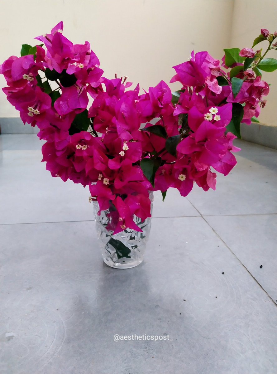 aestheticspost_'s tweet photo. Bougainvillea. 

I tried to arrange them in a heart shape and it looked beautiful. https://t.co/Y6zUrOluD9