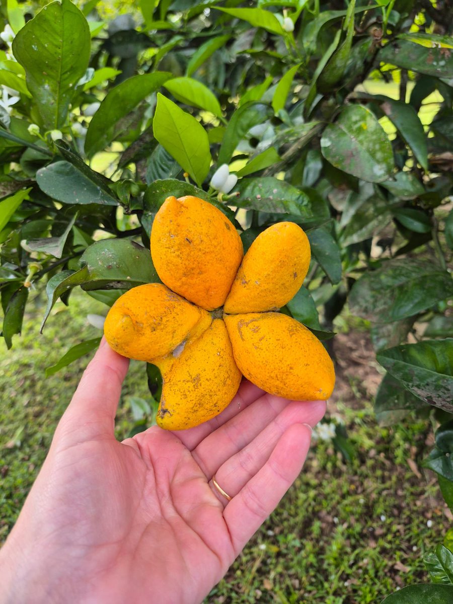 gus_teixeira's tweet photo. @GloboRural o que explica essa laranja umbigo dar assim, uma anomalia genética ou a carambola pulou a cerca do meu pomar?!!

Gustavo Teixeira 
Charqueadas, RS https://t.co/bD8fkjSZGo