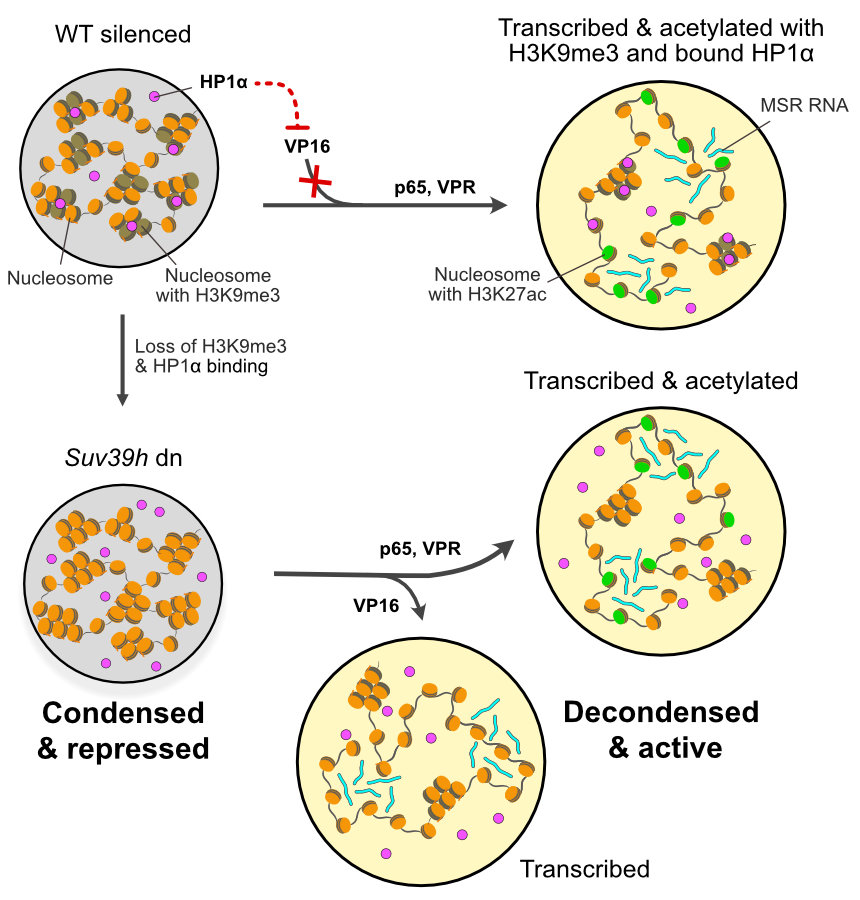 KarstenRippe's tweet photo. 🧬 How does HP1α repress, and what happens when transcription is induced? Our new paper in @MolecularCell: HP1α stays bound, its barrier is local, and mouse chromocenters switch nanodomain by nanodomain. Paper: https://t.co/05BE3L0gb4 Thread with figures: https://t.co/MUKSNPHIDH https://t.co/Yzqlz6RrCH