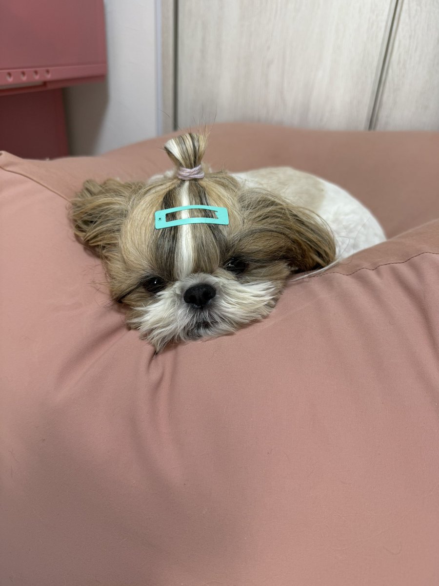 mimi20210813's tweet photo. あー🥺ミミのトップノットが懐かしい🥺💖

キャワエェー😍🐶💕切った今でも、可愛いよっ💕

#シーズー　#多頭飼い　#ミミ　#どっちもすっきやねん https://t.co/QG1nRrP9V6