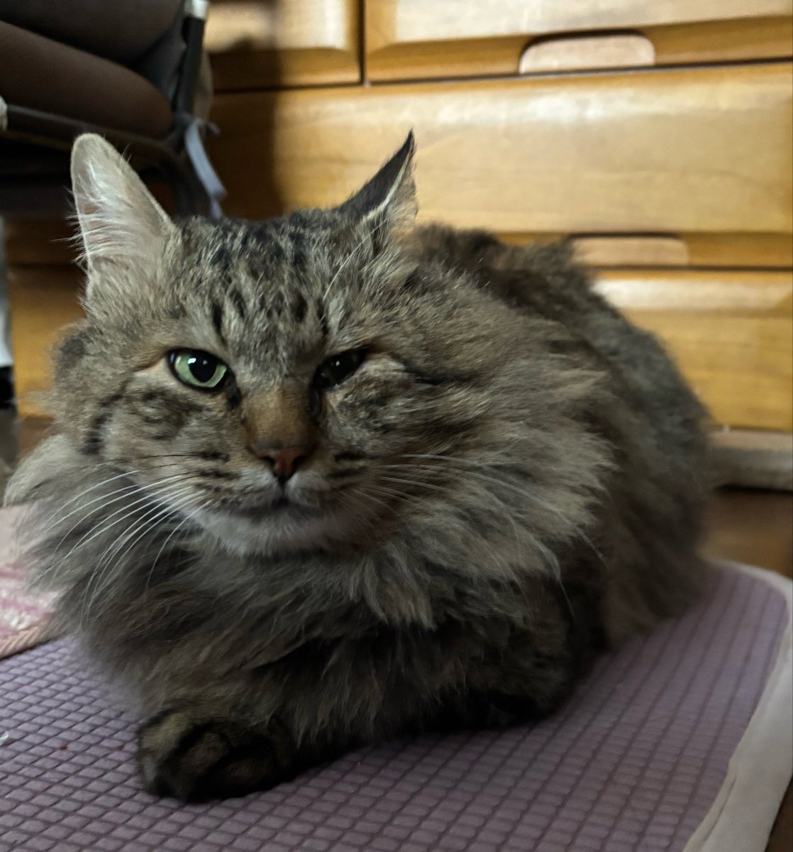 ruminnygame's tweet photo. 令和8年9月９日朝８時25分愛猫トラちゃんが虹の橋を渡りました🌈💐5日前から寝込むようになり食べなくなってから３日目の朝でした。初夏から徐々に弱って来ている様な感じはあったけど急すぎて…😭4年前うちの父がゴミ置き場でゴミを漁っているトラちゃんを発見。目が合ってしまった…と父親。それから https://t.co/QvLG5PMVGC