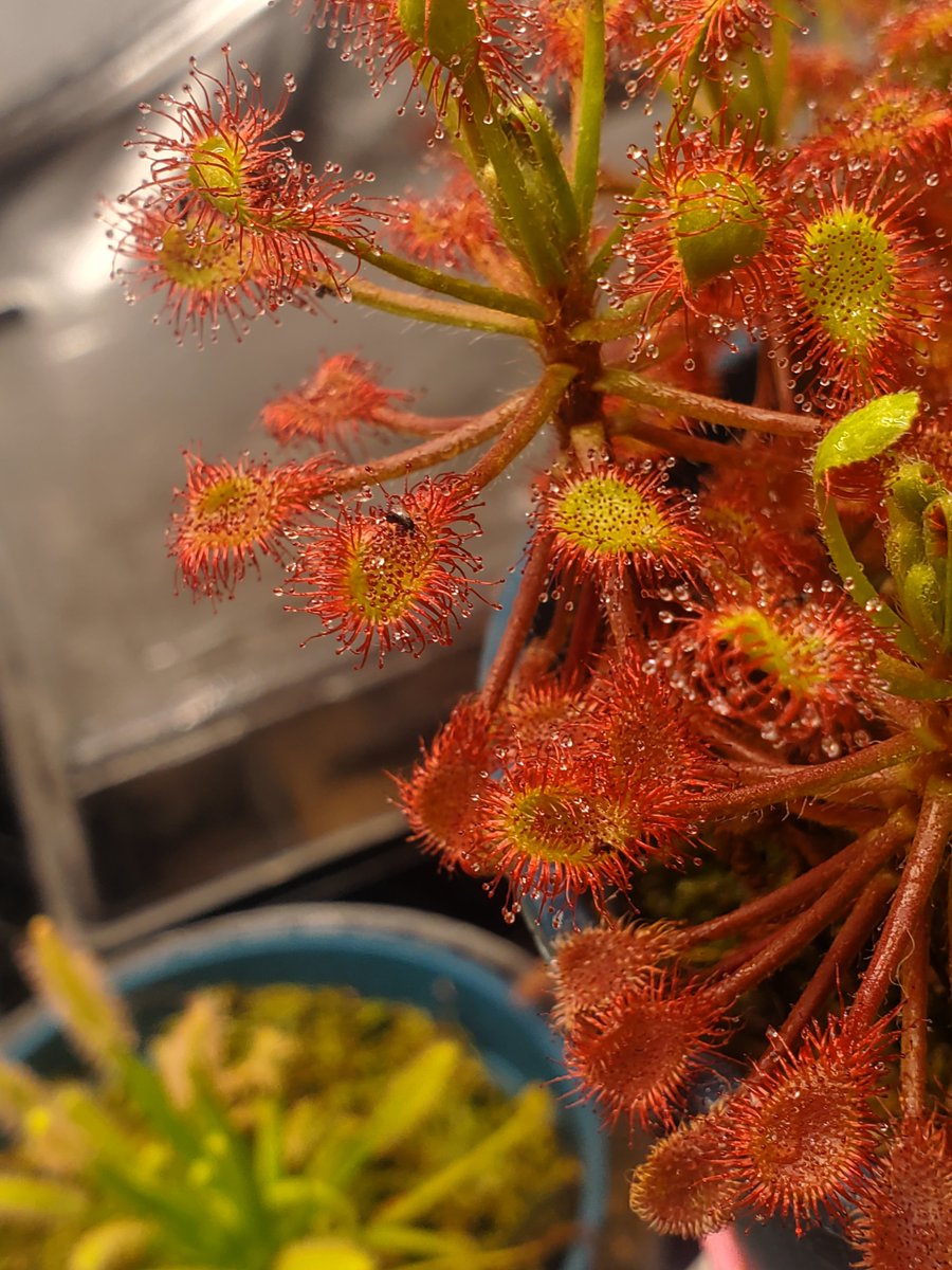 TomWayne1385317's tweet photo. Breakfast for Drosera Madagascariensis
#drosera #sundew https://t.co/GdbyPGdGM6