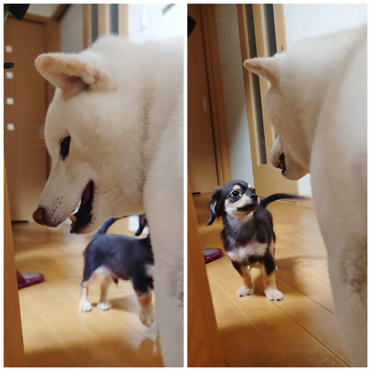 capi_okapi's tweet photo. ある日の来訪者。

#柴犬 #チワックス #やんちゃ犬 #shibainu https://t.co/BvXhOGuEs6