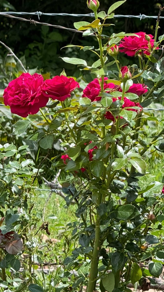 Michael83613301's tweet photo. @Anthony78644696 Gotta love them beautiful red roses Australian mate .. https://t.co/elSSeZSpsO