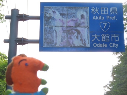 kainohiraki's tweet photo. 国道7号県境「大館市」のカントリーサイン。

秋田県の県境でよく見られる、大型の特別仕様。
ここはイラストの代わりに秋田犬の写真入りという珍しいタイプ。
経年劣化が目立つのは惜しいけど、可愛い🐶 https://t.co/SL9c9rWvnX