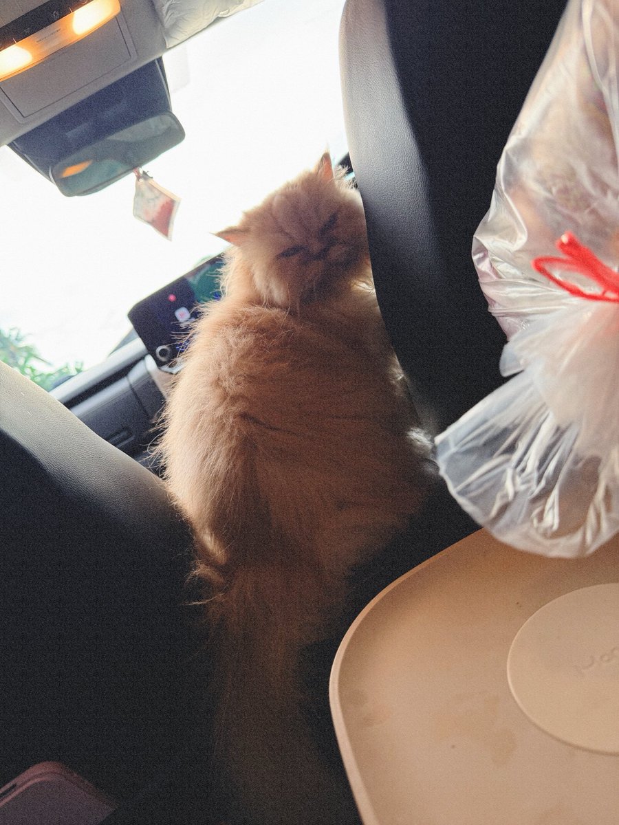 Johnny_min22's tweet photo. เรียกให้มานั่งด้วยไม่มา จะนั่งหน้าอย่างเดียวเลย😂🐱 https://t.co/y6E84XqCRV