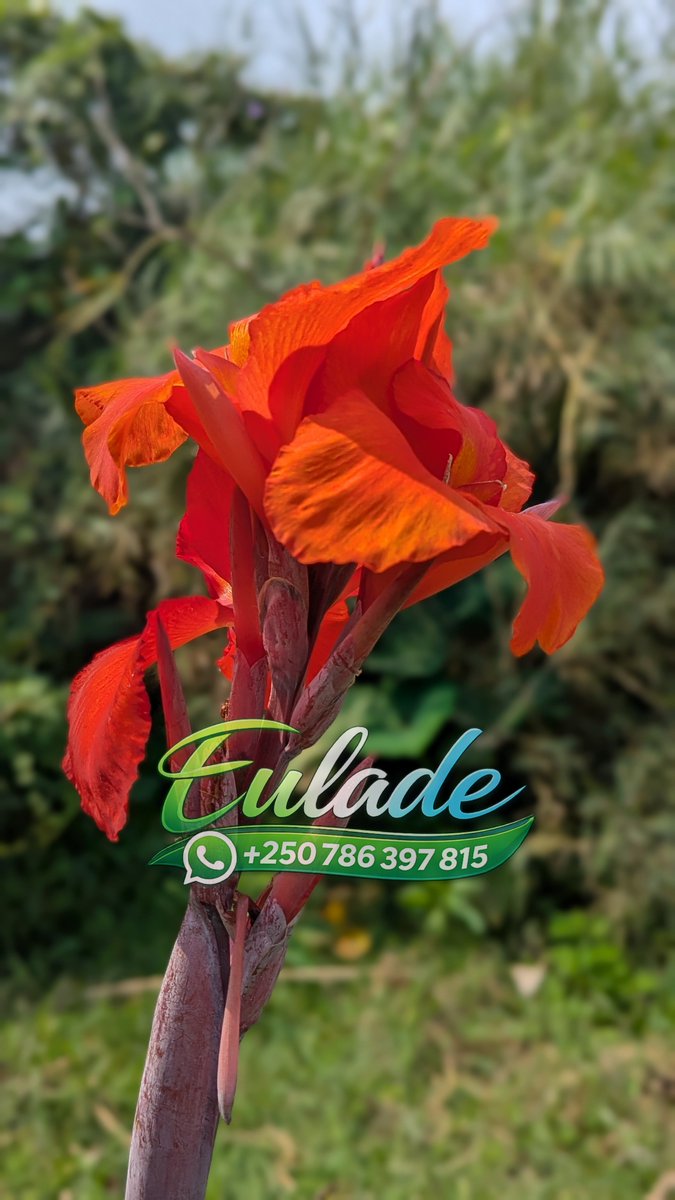 Eulad_ee's tweet photo. A little reminder that nature always has a way of showing us beauty. Blooming with color, carrying a little piece of love. https://t.co/nSY1TTRQay