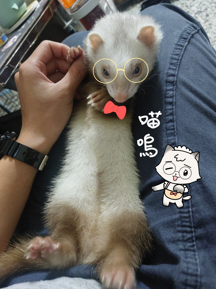 zm_cat's tweet photo. 突然發現金平糖的配色……貓貓4泥？

喵嗚！大智慧！

#no萬here https://t.co/WFxXMXI5S2