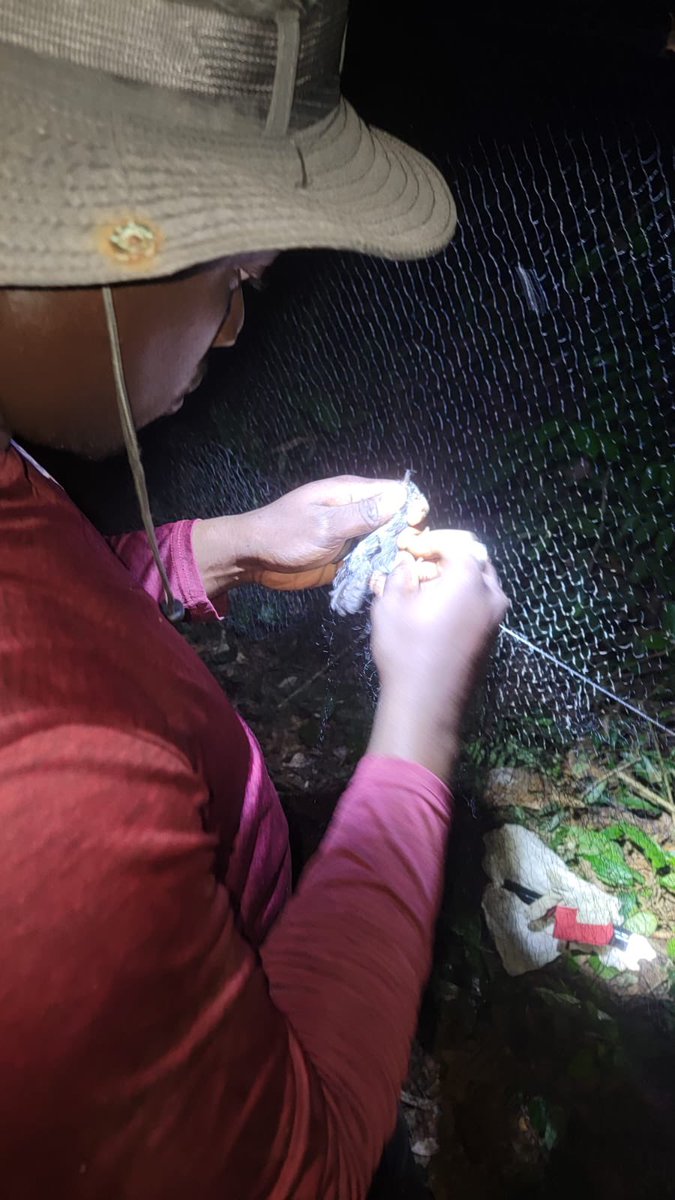 EmcGuyana's tweet photo. At EMC Inc., we provide comprehensive biodiversity assessment services across all taxonomic groups, combining field expertise, scientific methodologies and technology to generate reliable data that supports environmental planning and decision-making. https://t.co/fXmcp8Tzx7