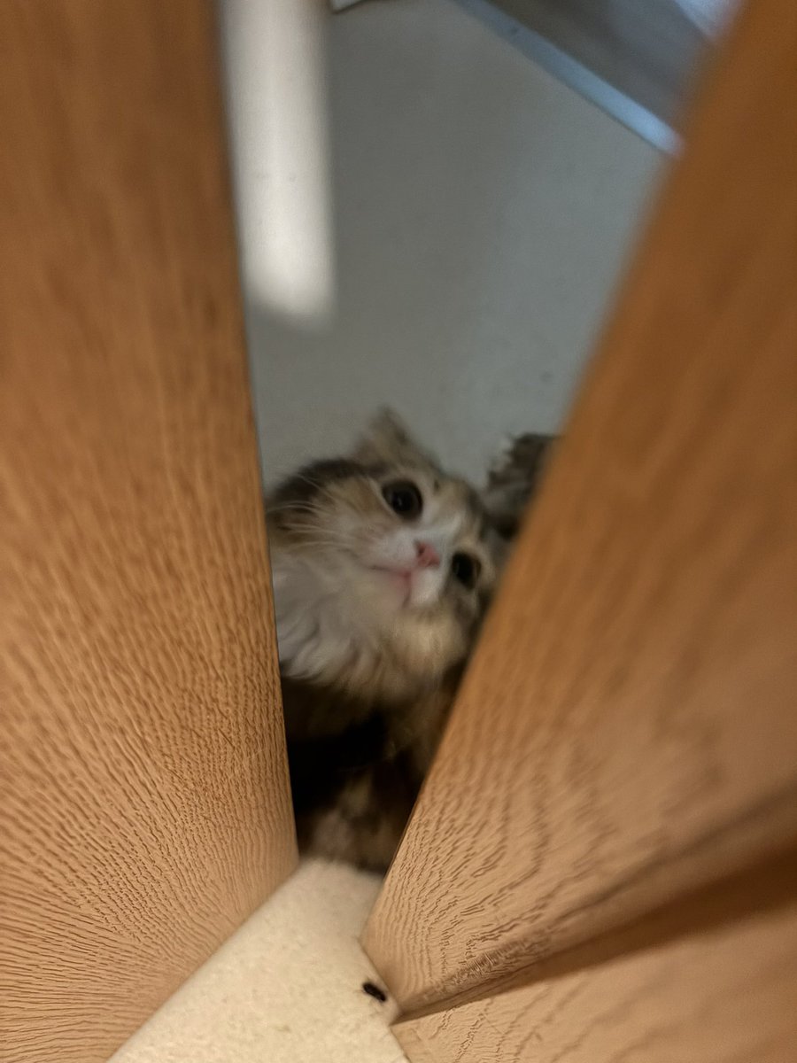 Fam1Max's tweet photo. 猫 https://t.co/2JO2bmqH5S
