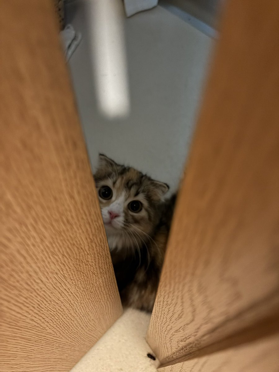 Fam1Max's tweet photo. 猫 https://t.co/2JO2bmqH5S