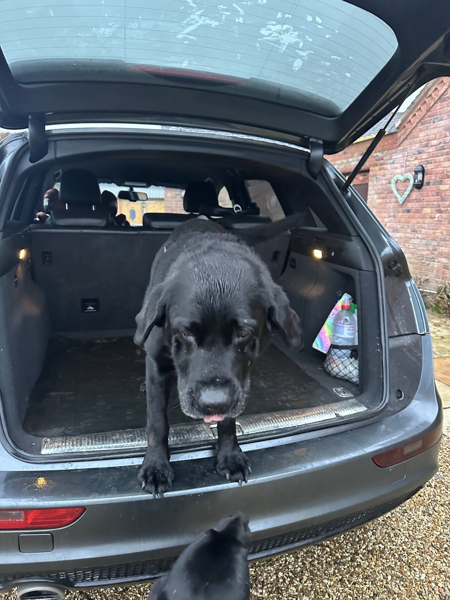 MissingPetsGB's tweet photo. π #Albrighton #Shropshire #WV7
#URGENT ELDERLY DUKE IS MISSING
He bolted out of the field at home
which is right by the railway around 7pm 8 September 2026
Duke is on medication & was wearing a red collar. He is chipped
Please share asap & report any sightings asap #blacklab https://t.co/AWRSV79xEq