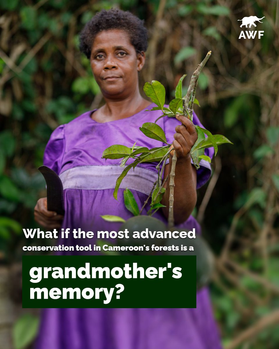 AWF_Official's tweet photo. 1/4
What if one of the most powerful conservation tools in Cameroon’s forests is a grandmother’s memory?

In Nyamabande, near Campo Ma’an National Park, generations of Bagyeli women carry knowledge of how to heal, harvest and live with the forest. 🧵 https://t.co/HmfNc3O5OW