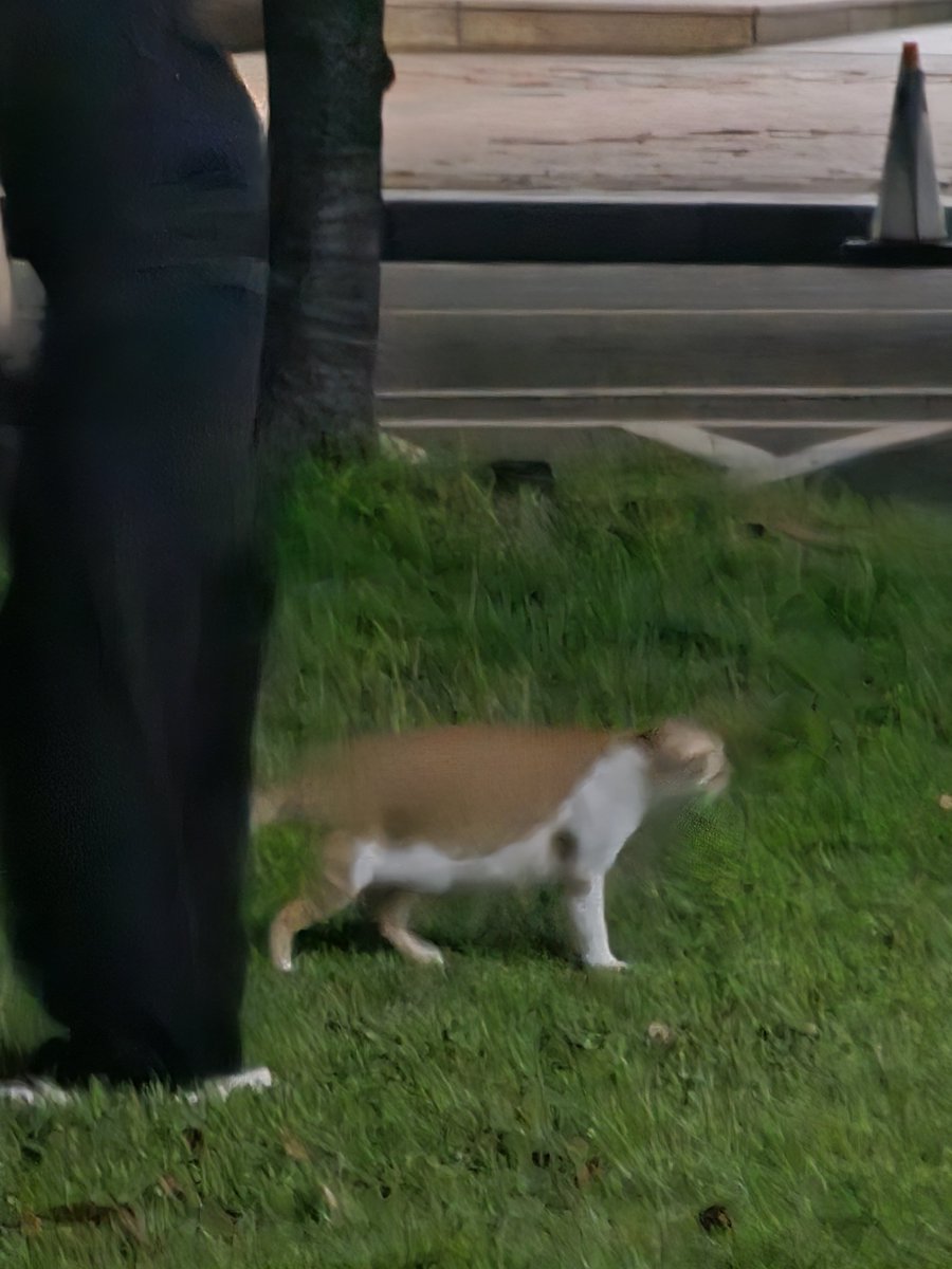 Akaps0515's tweet photo. 뚱냥이 발견🐱🐱 https://t.co/rB08pGANID