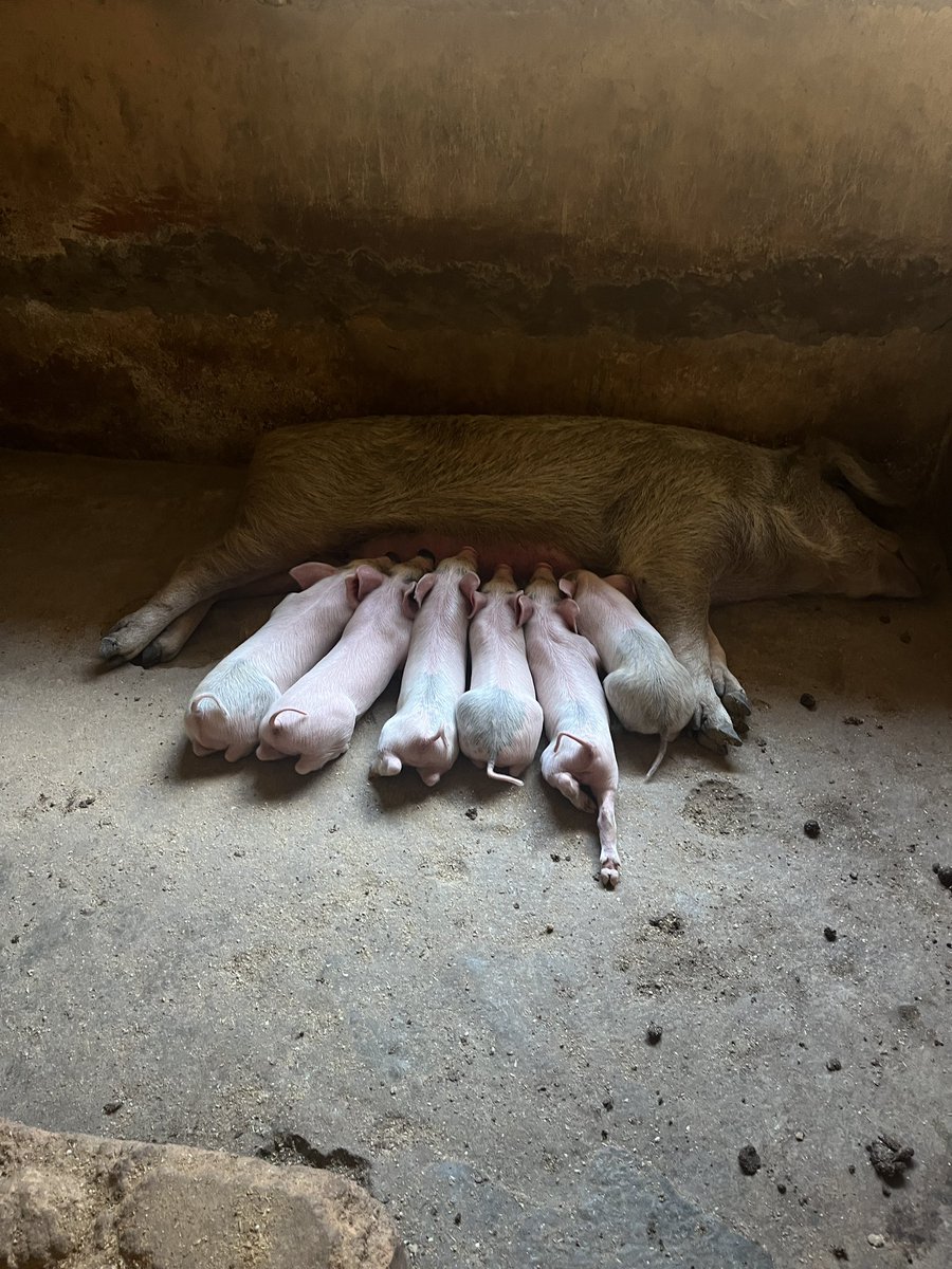 sactionhub's tweet photo. Updates on the farm: Two of our large white pigs had new piglets in the past week. We are expanding so much and this is just the beginning of our growth. Bookings for piglets are also open. Visit our farm at Dura Rayfield Jos. https://t.co/oHxC8mwf6L