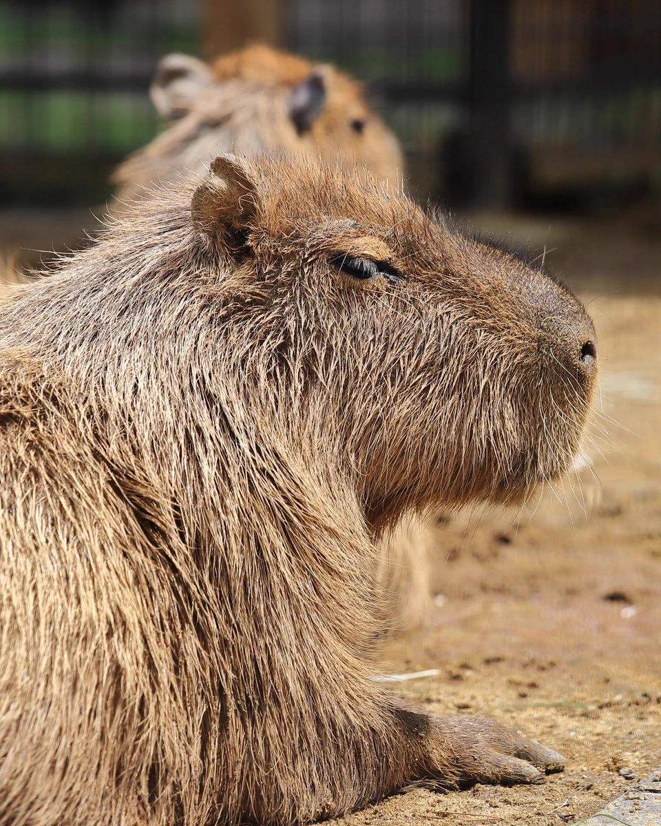 capybara siestantan on X: 