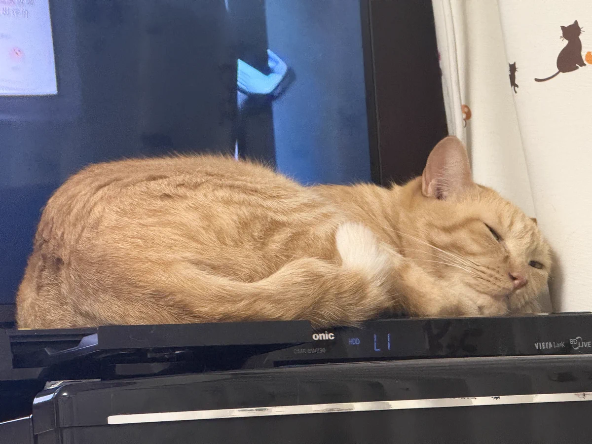 ねむるねこ 😸🐱😼♨なむるる♨🙀😽😹🌾 on X: 