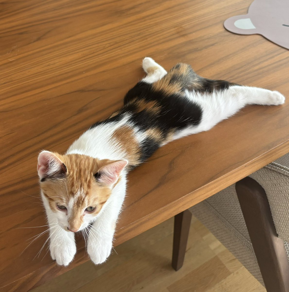 _thingamebobs's tweet photo. my family has acquired a cat while I was away😭 first time seeing cats lying like this jsjsjs https://t.co/TKi1lVNANr