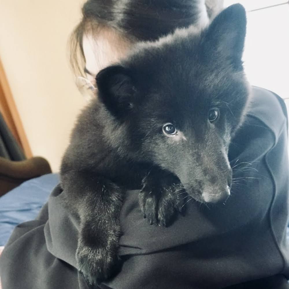 ieniimasu0513's tweet photo. ついに我が家に犬がきた！
ベルジアン・シェパード・ドッグ・グローネンダールの男の子です
とにかく健康で長生きして欲しい https://t.co/SqT0lkTRtM