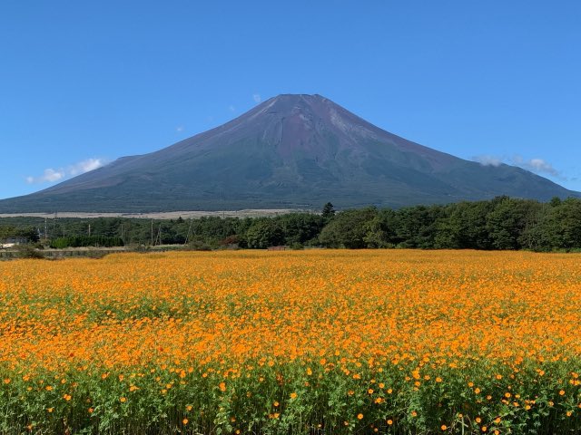 airin0331's tweet photo. 今週土曜、富士山のふもとが花いっぱい🌻🌼✨

山中湖 花の都公園で
「山中湖フラワーフェスティバル2026」開催！

ひまわりやコスモスが咲く園内で、ダリア収穫体験や花のワークショップ、グルメも☺️

📅9/12(土) 9:30〜16:00
📍山中湖 花の都公園

詳細＆宿情報はリプへ👇
#今週末どこ行こう #山中湖 https://t.co/8nLmigwX7T