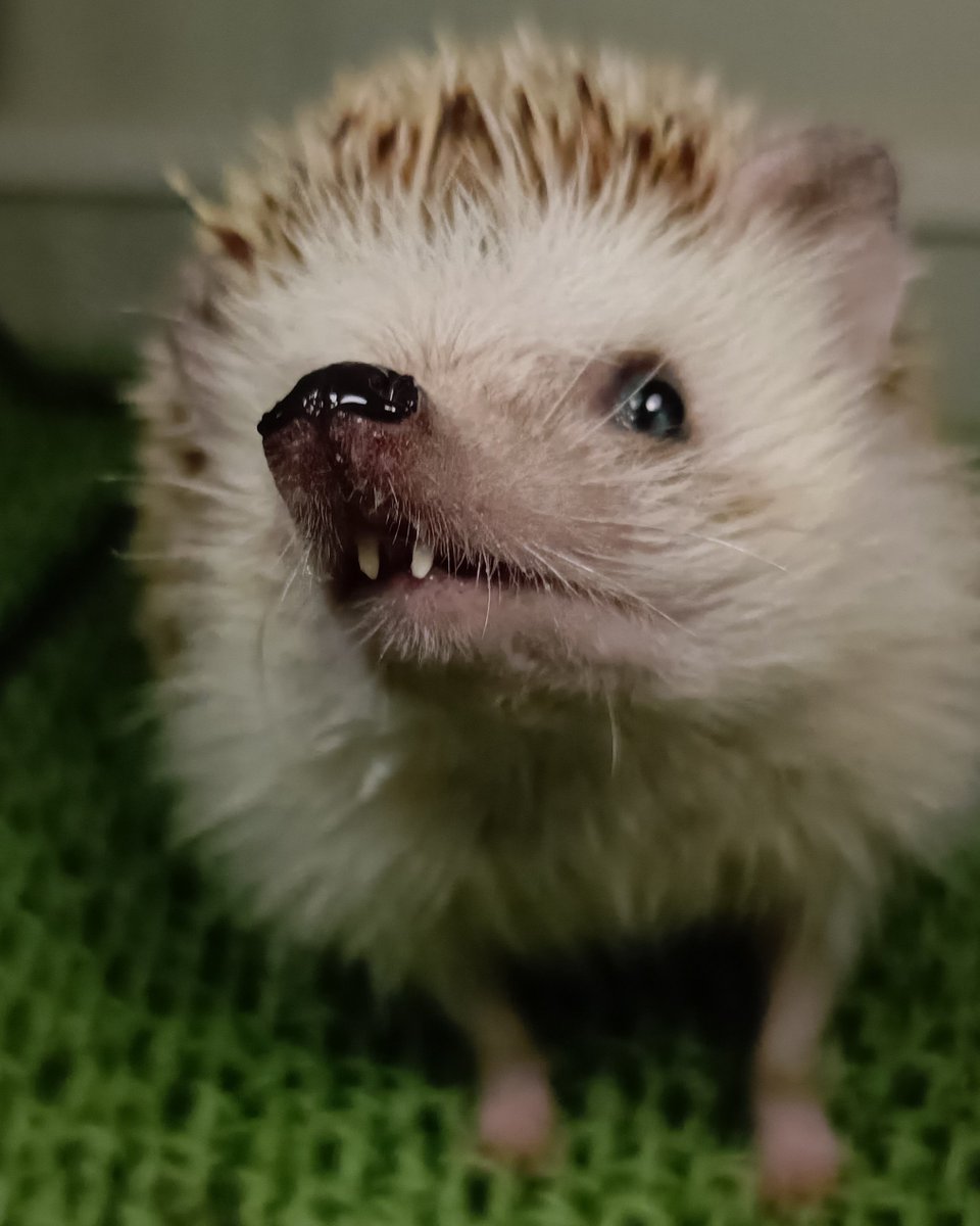 TAKEYAN_Photo's tweet photo. 😱ホラー系ハリちゃん🦔 https://t.co/lMfOINcVZa