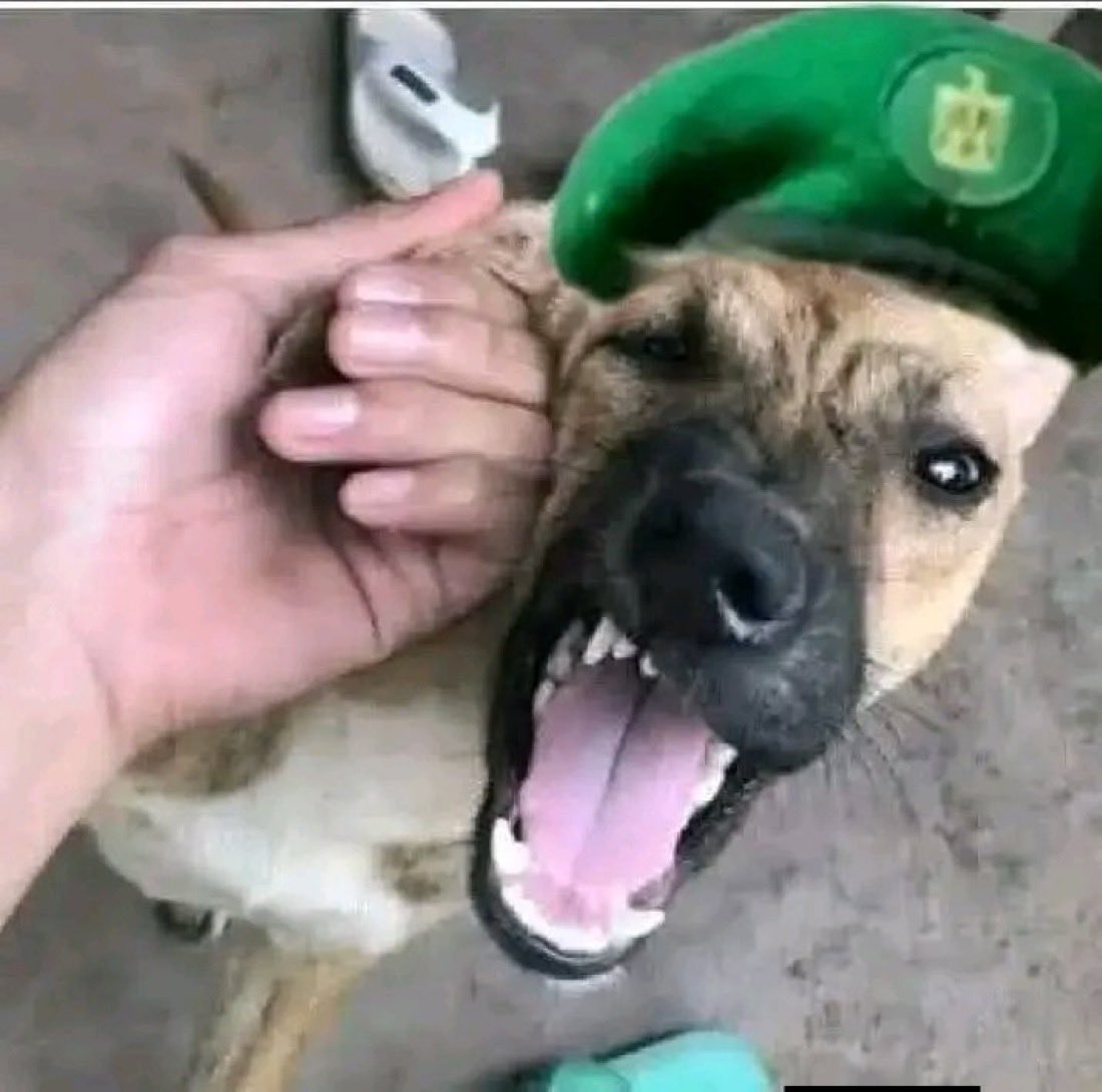 ha9053992's tweet photo. @Hzam98004Mhmd جماعة الانتقالي  القذرين يقودهم عبد الرب النقيب لمنع المسلمين في جنوب اليمن 🇾🇪 من مواجهة الرافضة الحوثه كلب ماركس يخدم كلب الخميني ضد العرب https://t.co/HP2XoD2k7c