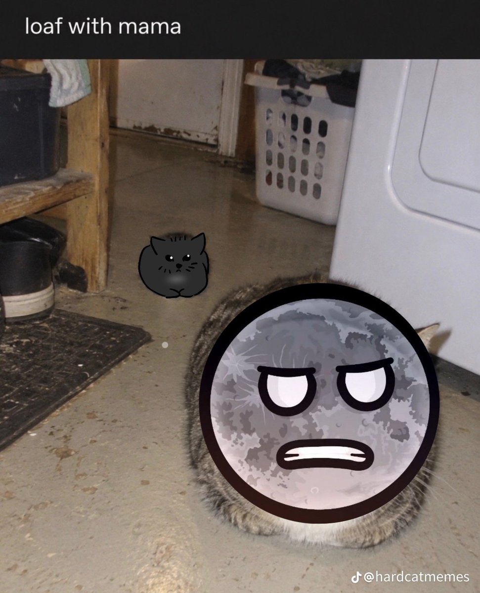 FintechRobotics's tweet photo. Luna with Luna (my cat is called Luna) ☹️🩷🩷 #solarballs #lunasolarballs #kitty https://t.co/C228HQi0rb