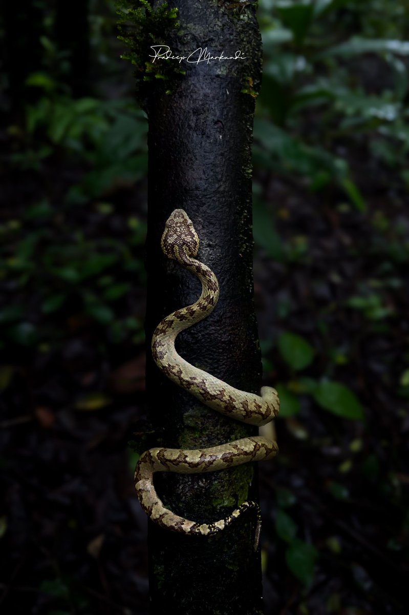 PradeepMarkundi's tweet photo. Magic of Western ghat 
@PradeepMarkundi 📸

#pradeep_markundi #natgeoindia #bbcearth #wildlifephotographer #westernghat 
@NatGeoIndia https://t.co/bBvylcTkvG