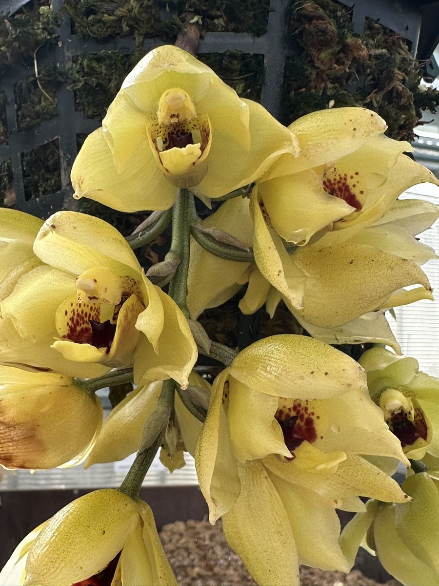 TheMathersFoun1's tweet photo. Acineta barkeri in bloom this time last year - found in Mexico and Guatemala and part of our National Collection 🌿
#orchids #orquídeas #nature #conservation https://t.co/LPlUxeIXce