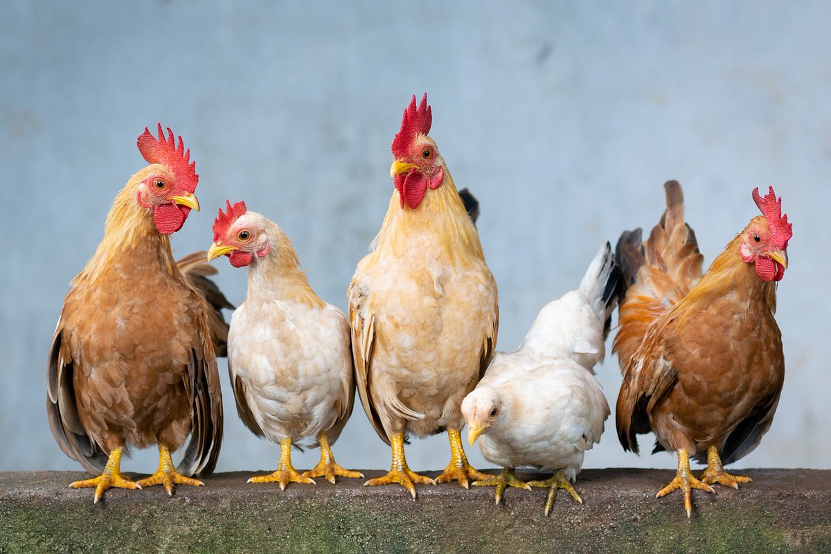 agcsafraslatam's tweet photo. La Secretaría de Agricultura confirmó que el  Ministerio de Agricultura de Japón  levantó la  la suspensión de
importación de productos avícolas argentinos https://t.co/6z7gMIPrTU