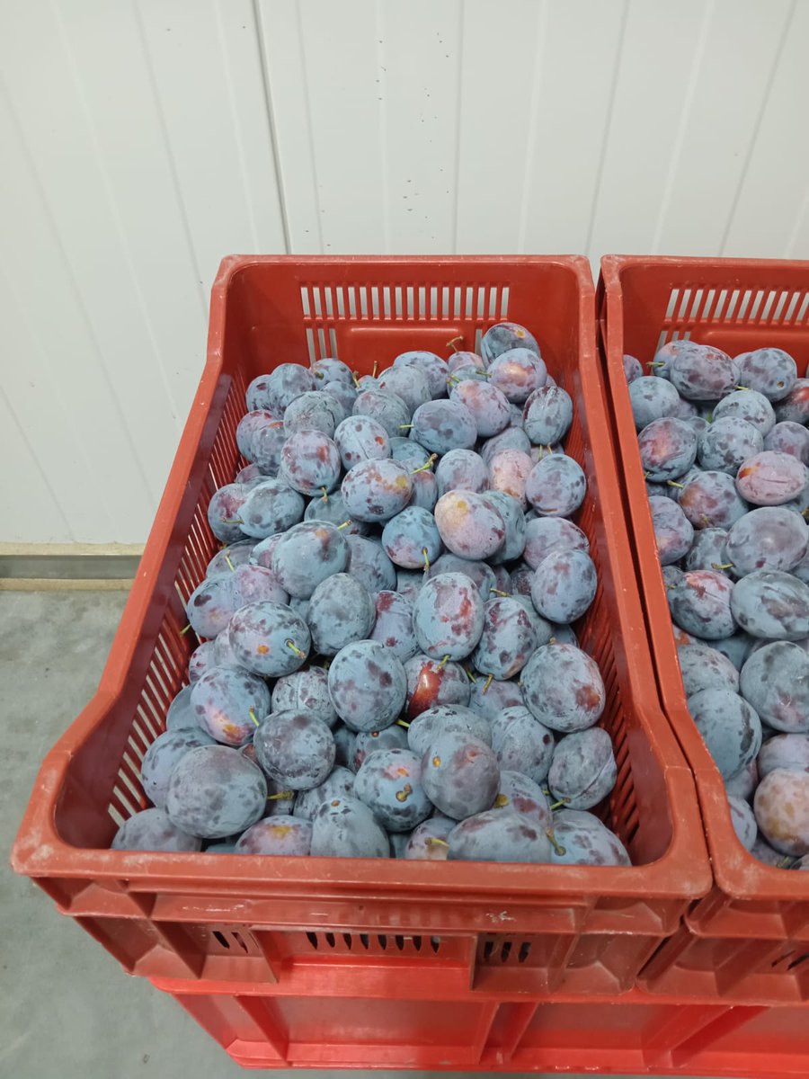 Nacherntephysi1's tweet photo. 🤝🍑 Science + teamwork = better plums!
Felix, Fernanda, Carine and Daniel are working together for smoother, more aromatic and enjoyable plums.
Part of the Harvest Time project, funded by Interreg Upper Rhine.
#HarvestTime #Interreg #Postharvest https://t.co/lj9mV75dQ4
