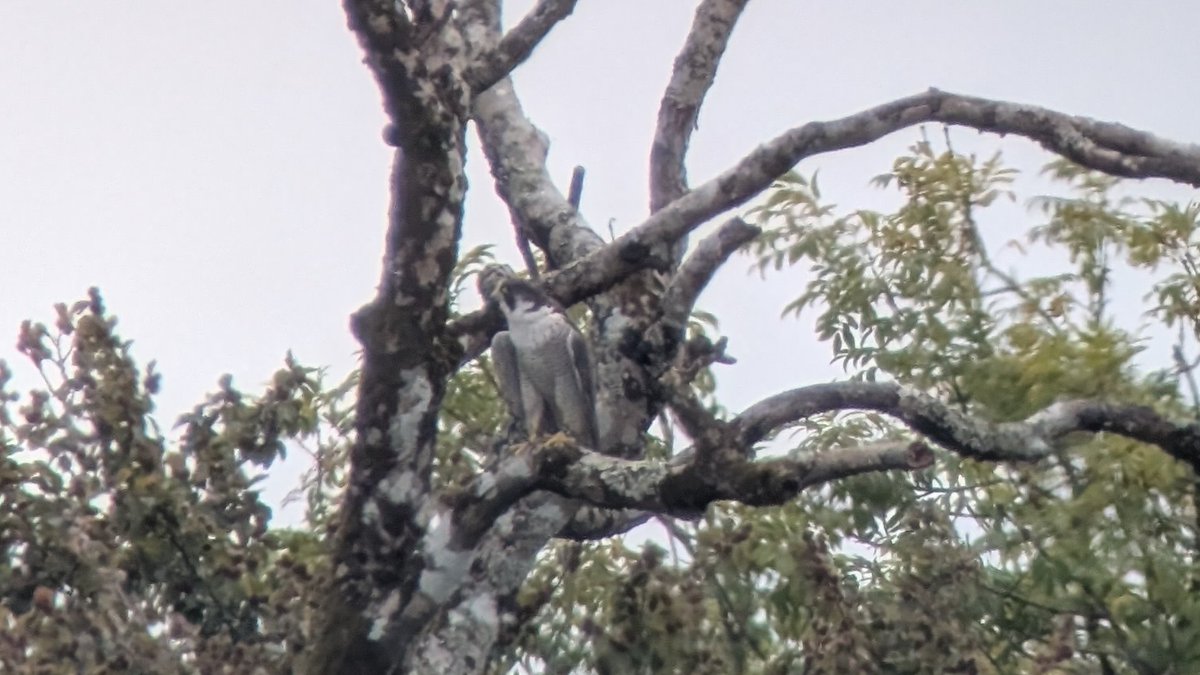 jamspangle's tweet photo. Bonus fact - as you mentioned seeing a Peregrine on holidays - falcons are more closely related to parrots than they are other birds of prey.

 I saw a Peregrine myself today. https://t.co/XmADRcZEd9