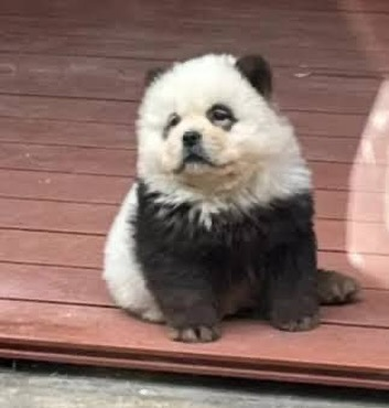 TexasTDunc's tweet photo. Zoológico na China pintou cachorros para parecerem pandas. https://t.co/DGQrMBprf1