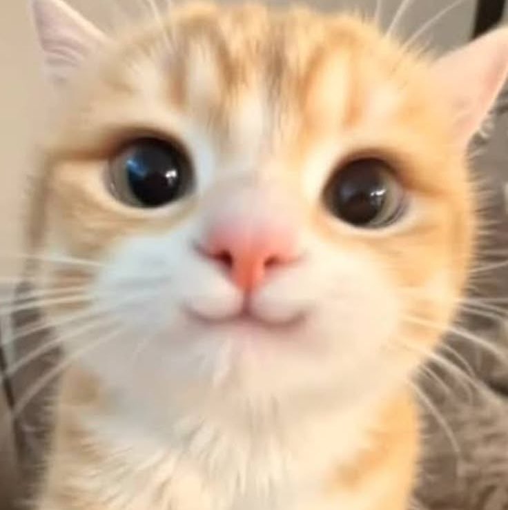 teeporluvbot's tweet photo. meow https://t.co/Q0BAwrhItQ