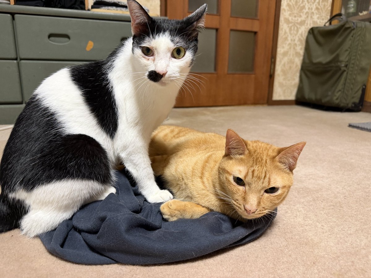 skpcats's tweet photo. 脱いだ服をバサっと置いたらこうなる https://t.co/8I8UBvo3wD