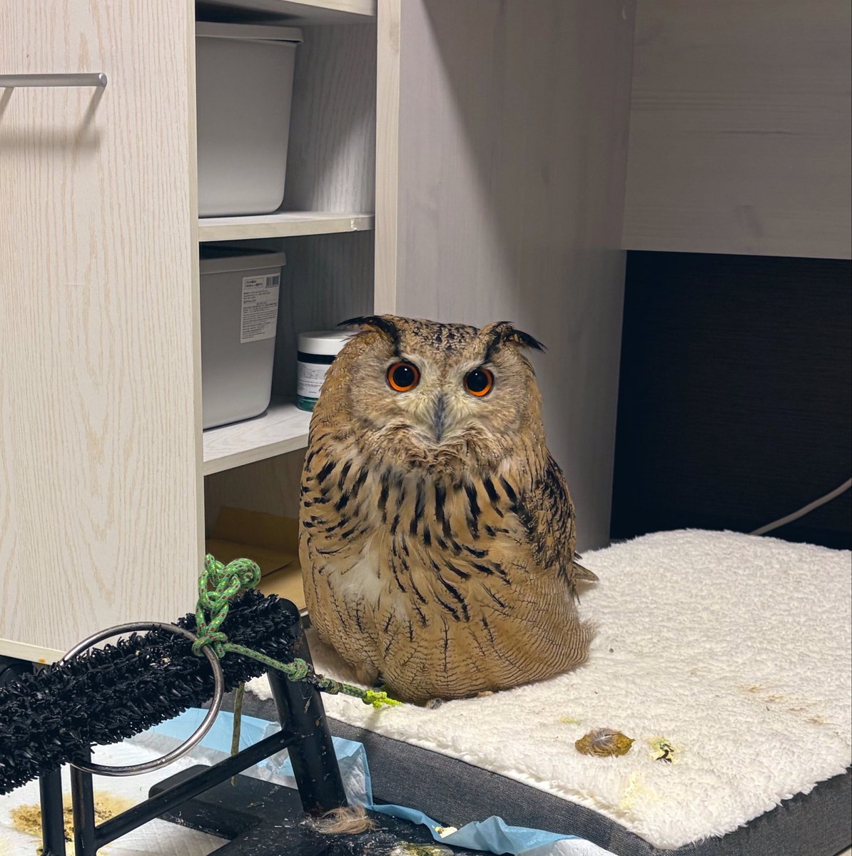 IrtBii's tweet photo. ひいらぎ🦉 https://t.co/dH6ScqqYN4