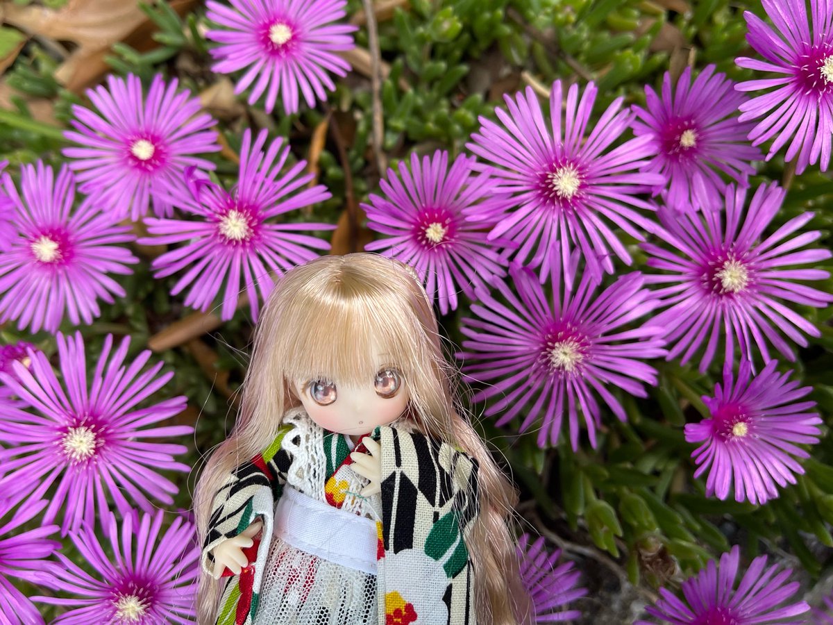 ginsahariko's tweet photo. マツバギクの花。この花が咲いてるのみると、花火大会の打ち上げ花火を思い出す。雨で青空がそろそろ恋しい。
#うちの子かわいい
#シュガーカップス
#花と妖精に癒されたい https://t.co/ttHpKqjAqv