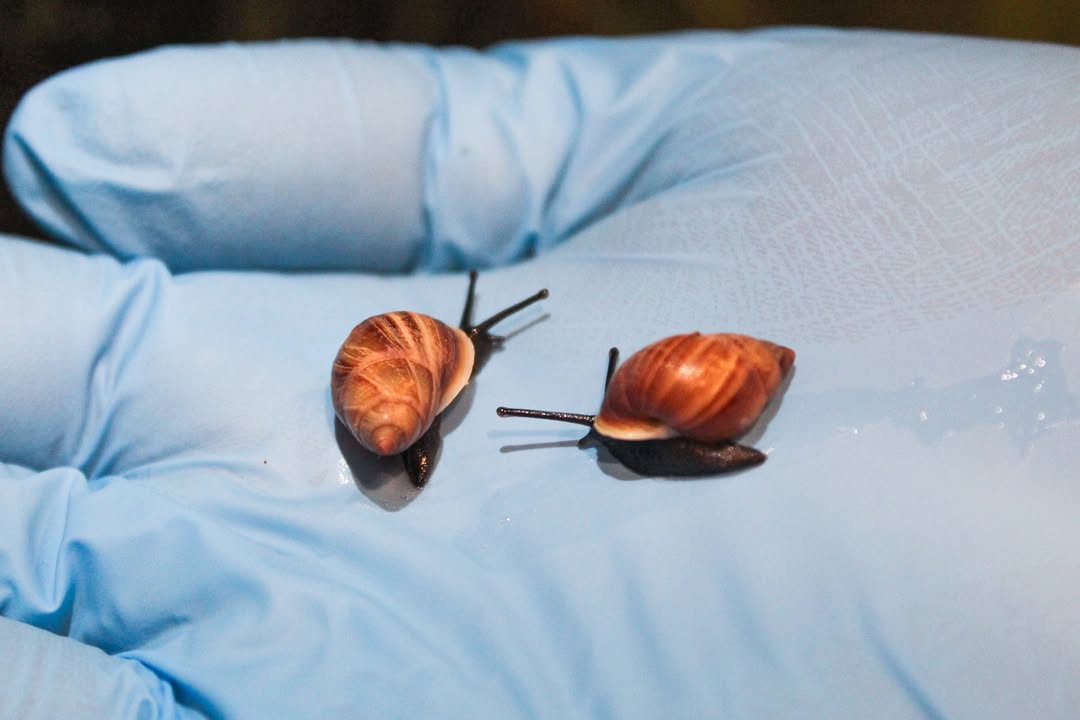 AudubonNature's tweet photo. Conservation news worth shell-ebrating! 🐌

200 Partula nodosa snails, bred right here at Audubon Insectarium, are headed to Tahiti to be released into their native habitat!

Once extinct in the wild, these tiny Polynesian tree snails are getting a second chance to return home. https://t.co/ifTtxBNm6x