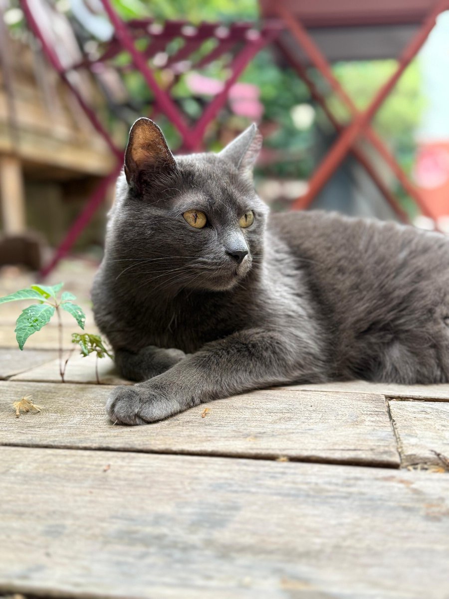 vigipets tweet picture