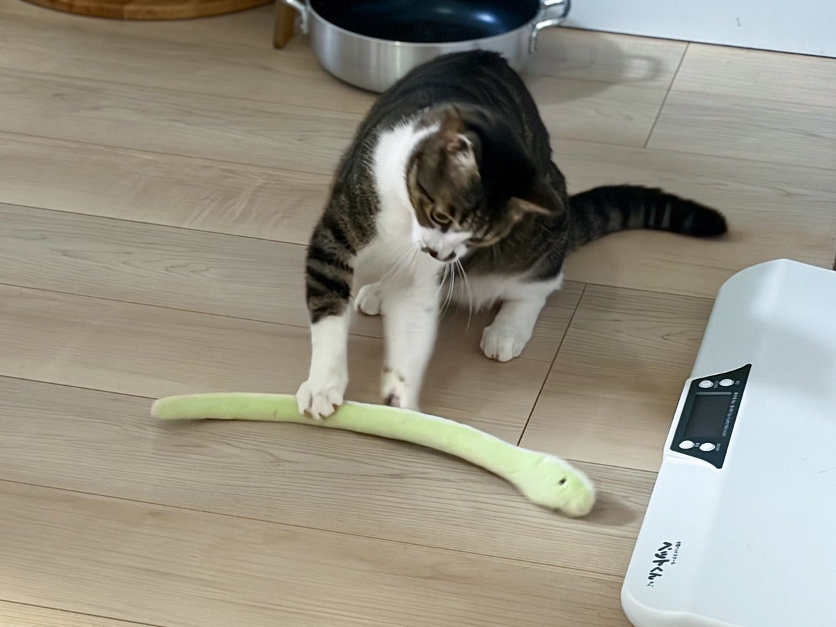 glustar's tweet photo. 今日のヘビしばき猫です
#EverydayNyanPhoto https://t.co/o3H6VXJ44h