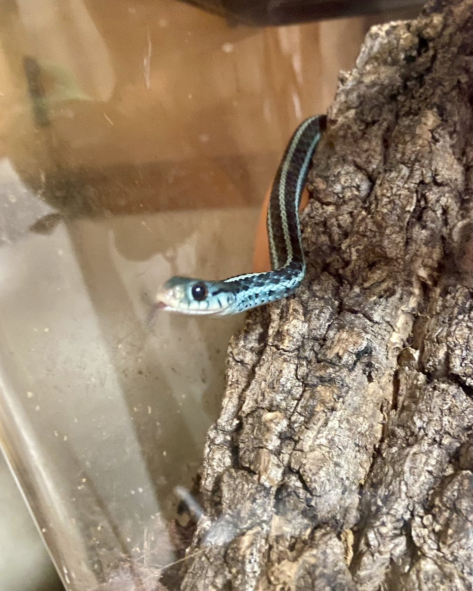 mone_snake2020's tweet photo. なんだろう。
足りないんだろうか(きっと)
ビビり蛇特有?の覗き見されてる。

#フロリダブルーガータースネーク https://t.co/Pi3oG35Nq8