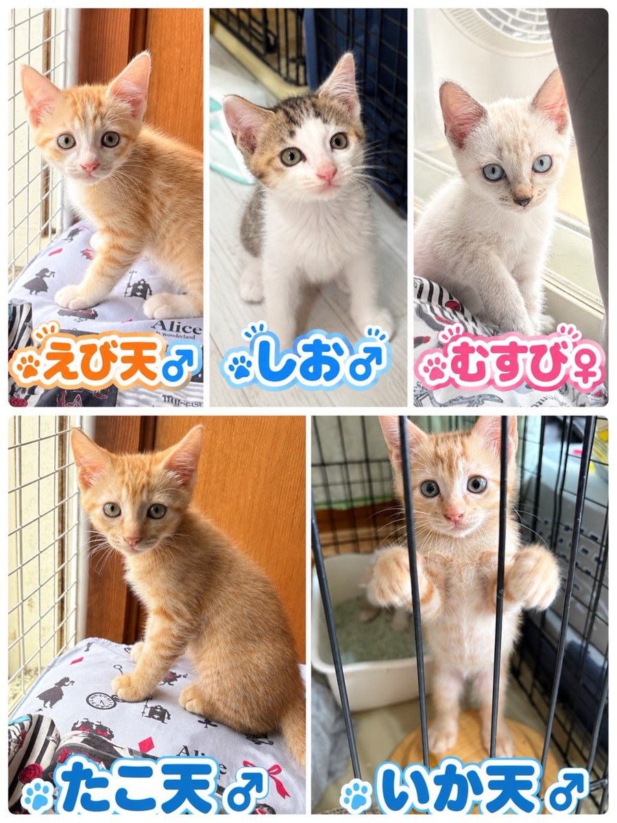 seaandcats's tweet photo. 里親様募集中 https://t.co/Egdvvzqevc