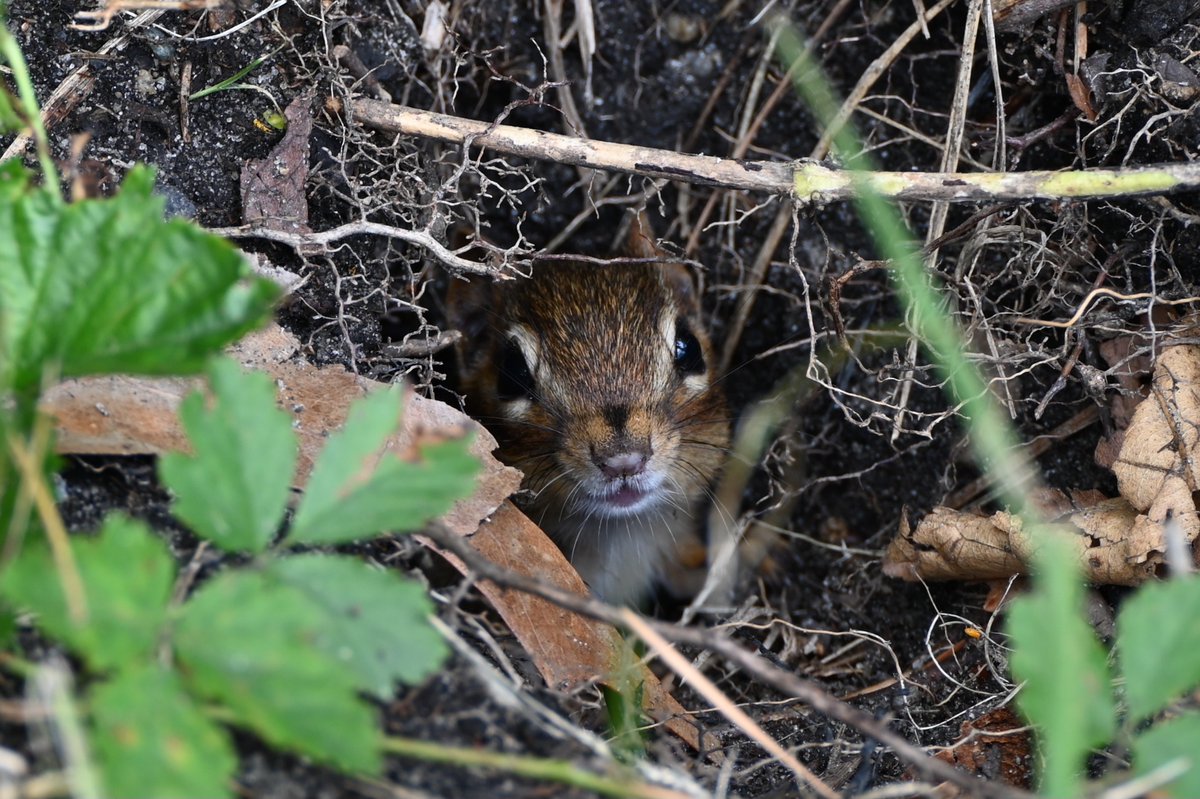 nj_pinelands's tweet photo. Feeling chipper on this fine Wednesday in the New Jersey Pinelands. 🐿️
📷: Paul Leakan, Pinelands Commission Communications Officer
#chipmunks #cute #wildlife #pinelands https://t.co/Pj8K7bSAFb