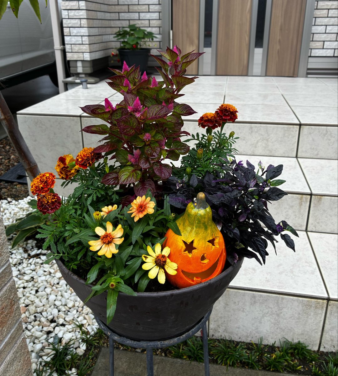 yukarinoe's tweet photo. #わたしのお庭　#お庭つくります 

秋の寄せ植えはオレンジと紫でハロウィンを意識してみました https://t.co/sGi1L0wuBw