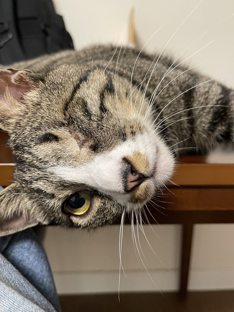 acatw1eye's tweet photo. 훼방 놓는 고양이 https://t.co/bt8iQl71RC