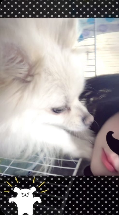k1y_x's tweet photo. kawaiiいぬ発見^ᴥ^ https://t.co/7gRVfPqraE