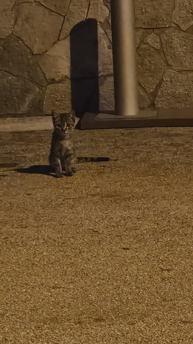 rmLIBERAto_69's tweet photo. il mio stalker a quattro zampettine che mi aspetta ogni sera e mi fissa così: https://t.co/jbHt1HS5Ml